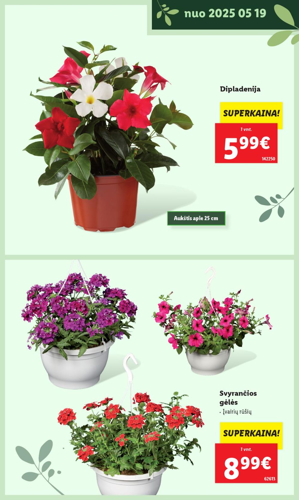 Leidinio nuotrauka