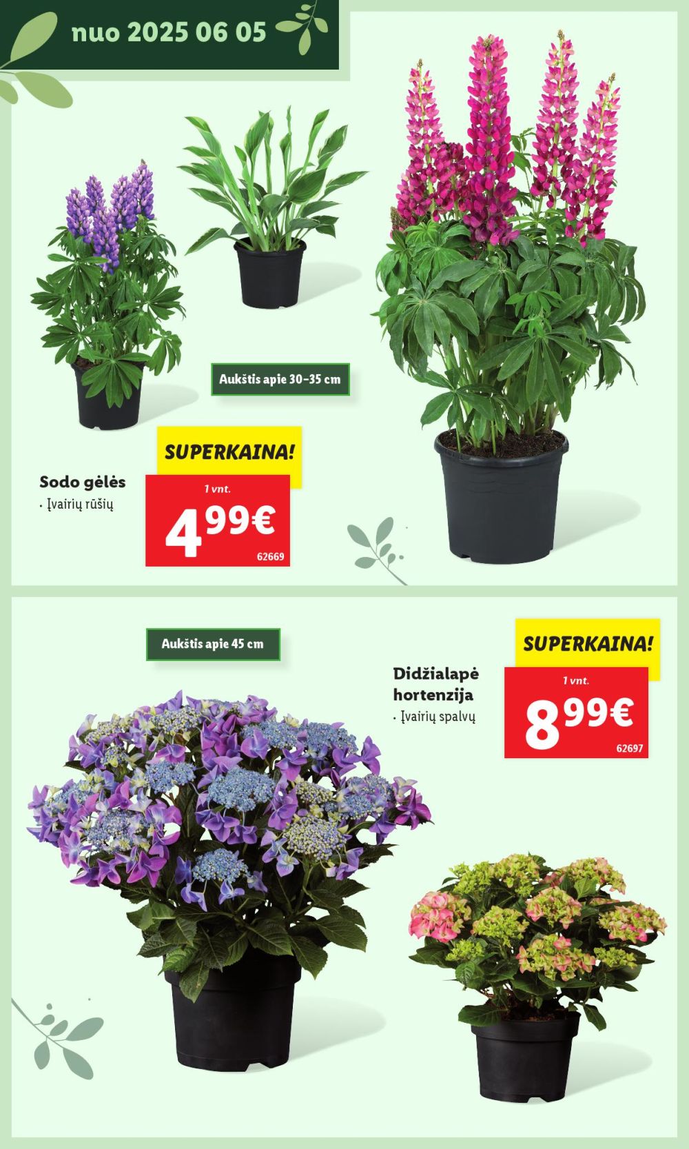 Leidinio nuotrauka